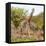 Awesome South Africa Collection Square - Crossing Giraffes-Philippe Hugonnard-Framed Premier Image Canvas