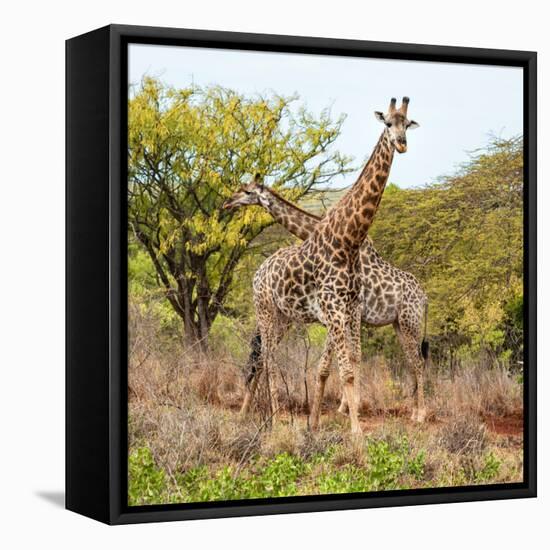 Awesome South Africa Collection Square - Crossing Giraffes-Philippe Hugonnard-Framed Premier Image Canvas