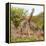 Awesome South Africa Collection Square - Crossing Giraffes-Philippe Hugonnard-Framed Premier Image Canvas