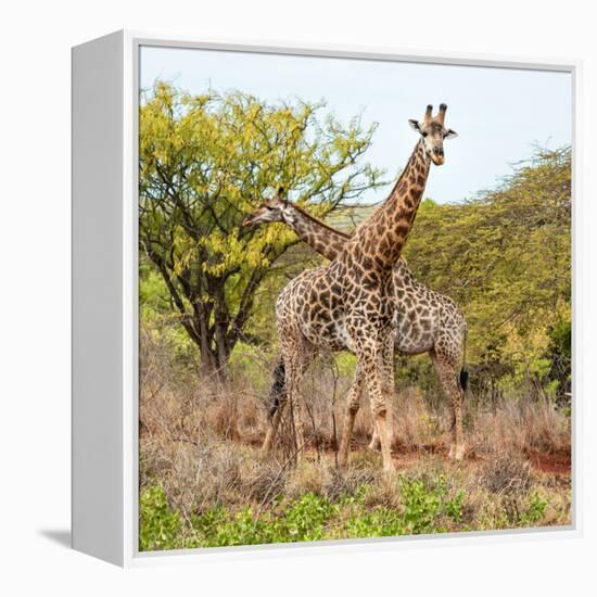 Awesome South Africa Collection Square - Crossing Giraffes-Philippe Hugonnard-Framed Premier Image Canvas