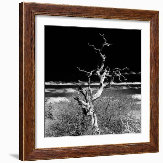 Awesome South Africa Collection Square - Dead Acacia Tree II B&W-Philippe Hugonnard-Framed Photographic Print