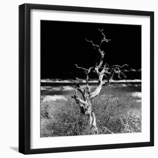 Awesome South Africa Collection Square - Dead Acacia Tree II B&W-Philippe Hugonnard-Framed Photographic Print