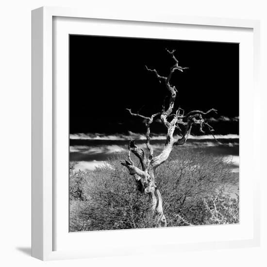 Awesome South Africa Collection Square - Dead Acacia Tree II B&W-Philippe Hugonnard-Framed Photographic Print