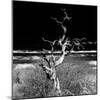 Awesome South Africa Collection Square - Dead Acacia Tree II B&W-Philippe Hugonnard-Mounted Photographic Print