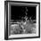 Awesome South Africa Collection Square - Dead Acacia Tree II B&W-Philippe Hugonnard-Framed Photographic Print