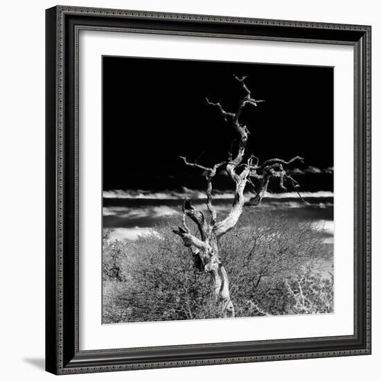 Awesome South Africa Collection Square - Dead Acacia Tree II B&W-Philippe Hugonnard-Framed Photographic Print