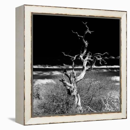 Awesome South Africa Collection Square - Dead Acacia Tree II B&W-Philippe Hugonnard-Framed Premier Image Canvas