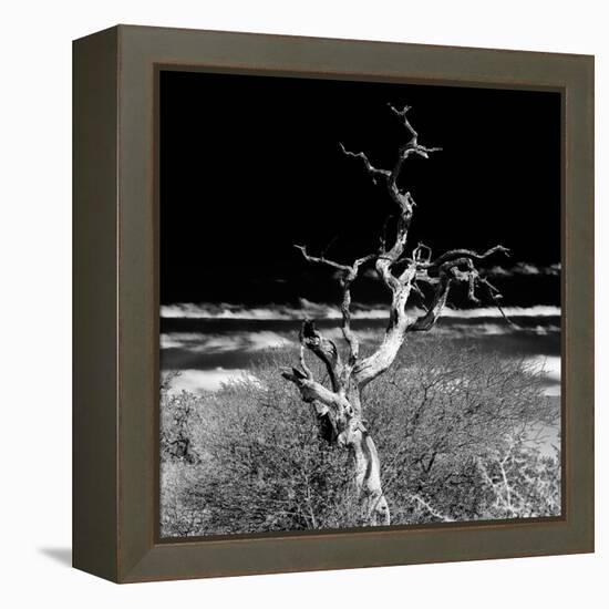 Awesome South Africa Collection Square - Dead Acacia Tree II B&W-Philippe Hugonnard-Framed Premier Image Canvas