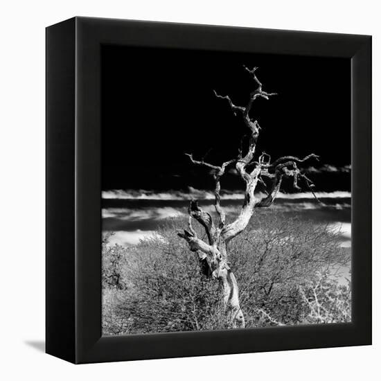 Awesome South Africa Collection Square - Dead Acacia Tree II B&W-Philippe Hugonnard-Framed Premier Image Canvas