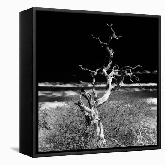 Awesome South Africa Collection Square - Dead Acacia Tree II B&W-Philippe Hugonnard-Framed Premier Image Canvas