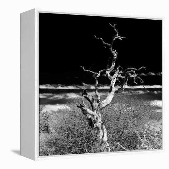 Awesome South Africa Collection Square - Dead Acacia Tree II B&W-Philippe Hugonnard-Framed Premier Image Canvas