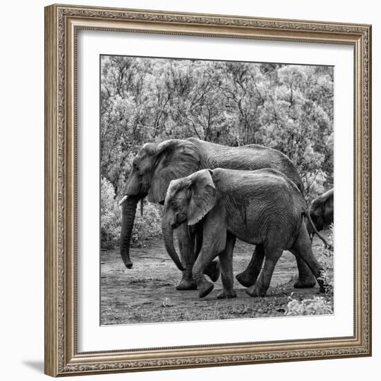 Awesome South Africa Collection Square - Elephant Family B&W-Philippe Hugonnard-Framed Photographic Print