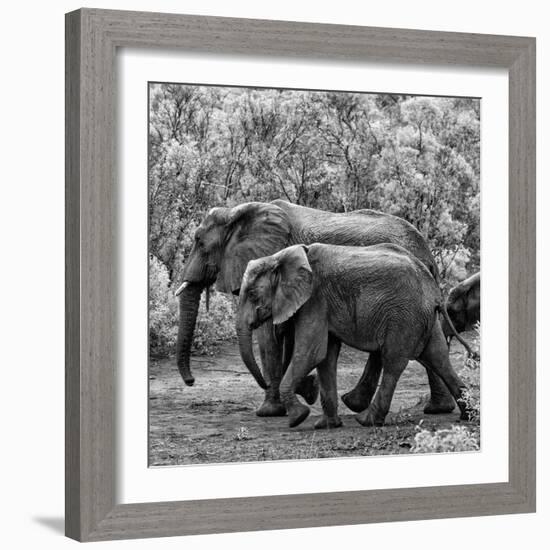 Awesome South Africa Collection Square - Elephant Family B&W-Philippe Hugonnard-Framed Photographic Print