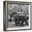 Awesome South Africa Collection Square - Elephant Family B&W-Philippe Hugonnard-Framed Photographic Print