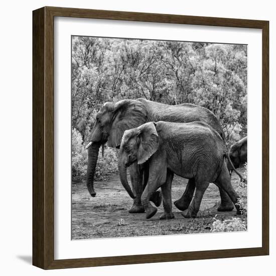 Awesome South Africa Collection Square - Elephant Family B&W-Philippe Hugonnard-Framed Photographic Print