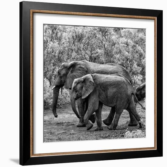 Awesome South Africa Collection Square - Elephant Family B&W-Philippe Hugonnard-Framed Photographic Print