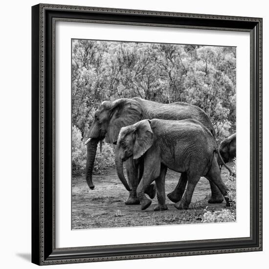 Awesome South Africa Collection Square - Elephant Family B&W-Philippe Hugonnard-Framed Photographic Print