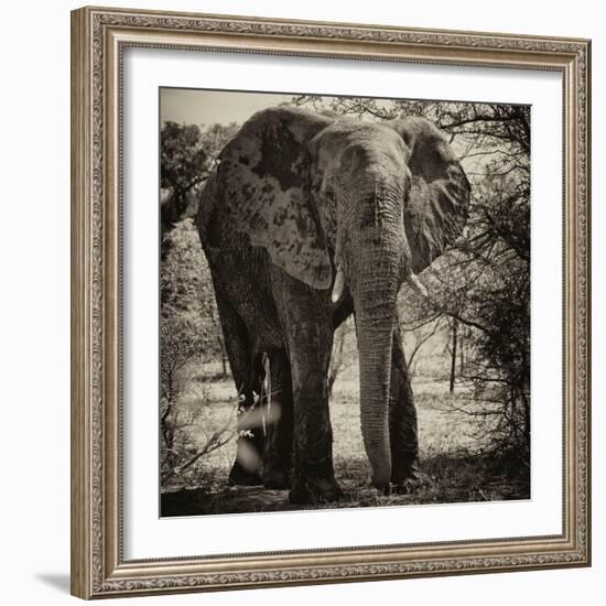 Awesome South Africa Collection Square - Elephant Portrait II-Philippe Hugonnard-Framed Photographic Print