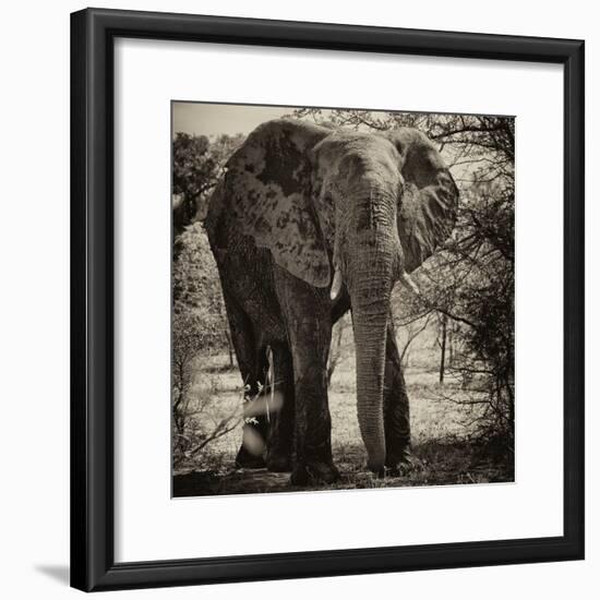 Awesome South Africa Collection Square - Elephant Portrait II-Philippe Hugonnard-Framed Photographic Print