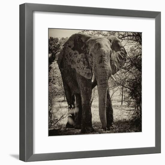 Awesome South Africa Collection Square - Elephant Portrait II-Philippe Hugonnard-Framed Photographic Print