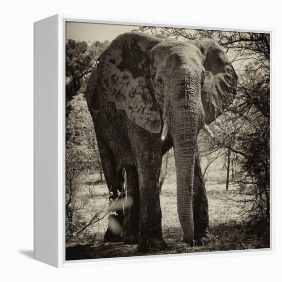 Awesome South Africa Collection Square - Elephant Portrait II-Philippe Hugonnard-Framed Premier Image Canvas