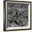 Awesome South Africa Collection Square - Giraffe B&W-Philippe Hugonnard-Framed Photographic Print