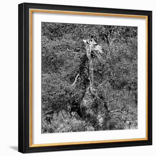 Awesome South Africa Collection Square - Giraffe B&W-Philippe Hugonnard-Framed Photographic Print