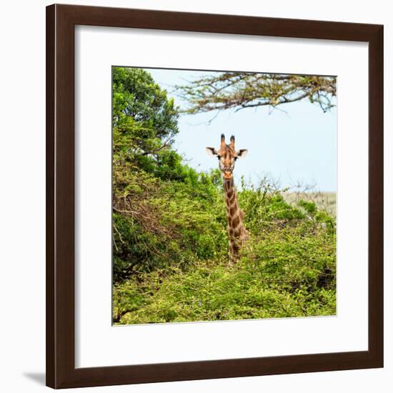 Awesome South Africa Collection Square - Giraffe in Trees-Philippe Hugonnard-Framed Photographic Print