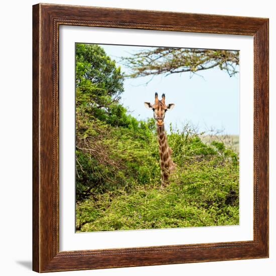 Awesome South Africa Collection Square - Giraffe in Trees-Philippe Hugonnard-Framed Photographic Print