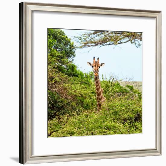 Awesome South Africa Collection Square - Giraffe in Trees-Philippe Hugonnard-Framed Photographic Print