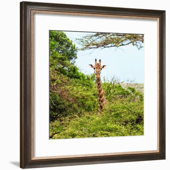 Awesome South Africa Collection Square - Giraffe in Trees-Philippe Hugonnard-Framed Photographic Print