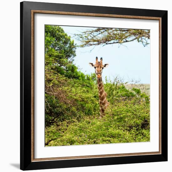 Awesome South Africa Collection Square - Giraffe in Trees-Philippe Hugonnard-Framed Photographic Print