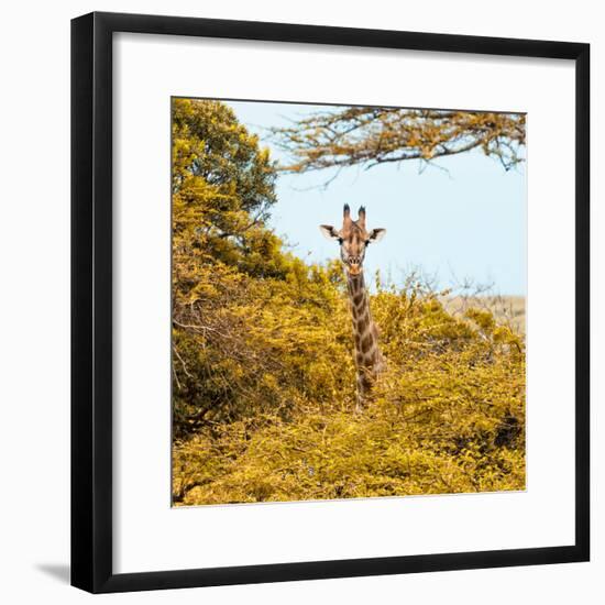 Awesome South Africa Collection Square - Giraffe in Yellow Trees-Philippe Hugonnard-Framed Photographic Print