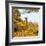 Awesome South Africa Collection Square - Giraffe in Yellow Trees-Philippe Hugonnard-Framed Photographic Print