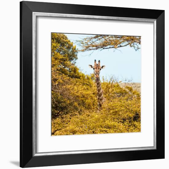 Awesome South Africa Collection Square - Giraffe in Yellow Trees-Philippe Hugonnard-Framed Photographic Print