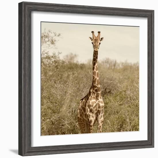 Awesome South Africa Collection Square - Giraffe Portrait-Philippe Hugonnard-Framed Photographic Print