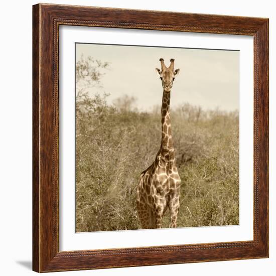 Awesome South Africa Collection Square - Giraffe Portrait-Philippe Hugonnard-Framed Photographic Print