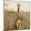 Awesome South Africa Collection Square - Giraffe Portrait-Philippe Hugonnard-Mounted Photographic Print