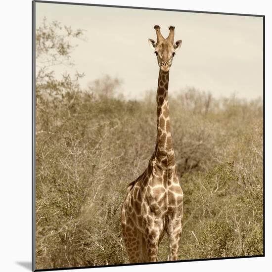 Awesome South Africa Collection Square - Giraffe Portrait-Philippe Hugonnard-Mounted Photographic Print