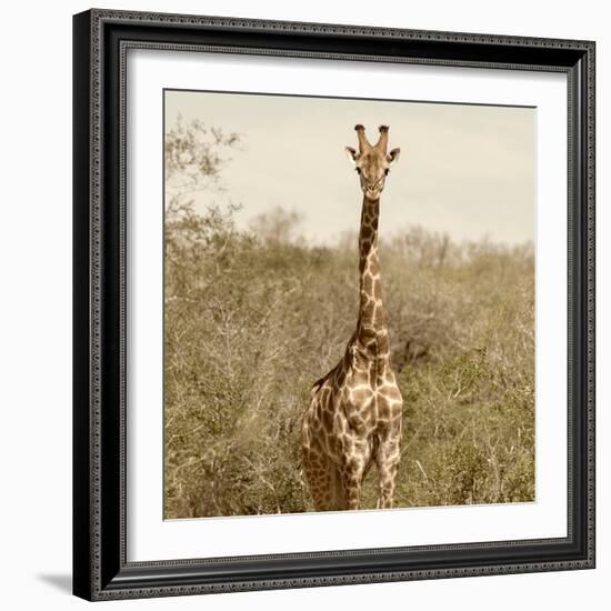 Awesome South Africa Collection Square - Giraffe Portrait-Philippe Hugonnard-Framed Photographic Print