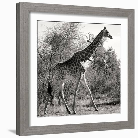 Awesome South Africa Collection Square - Giraffe Profile B&W-Philippe Hugonnard-Framed Photographic Print