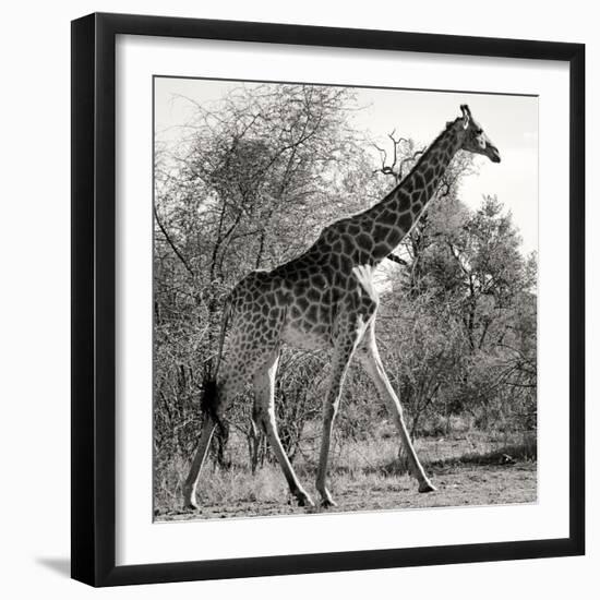 Awesome South Africa Collection Square - Giraffe Profile B&W-Philippe Hugonnard-Framed Photographic Print