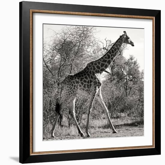 Awesome South Africa Collection Square - Giraffe Profile B&W-Philippe Hugonnard-Framed Photographic Print