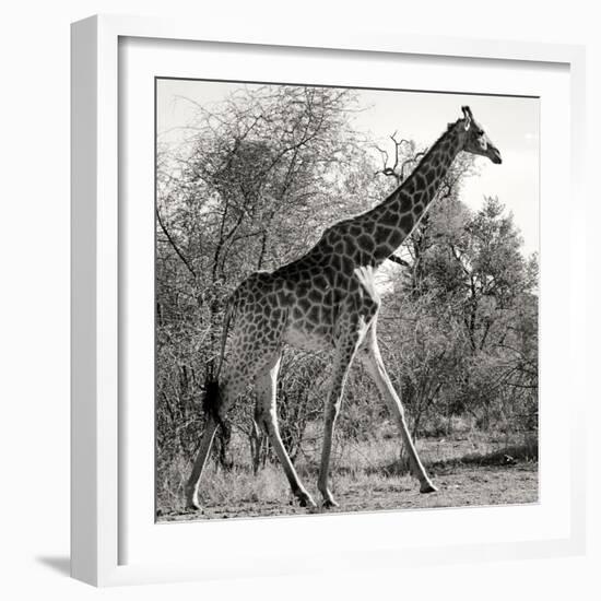 Awesome South Africa Collection Square - Giraffe Profile B&W-Philippe Hugonnard-Framed Photographic Print