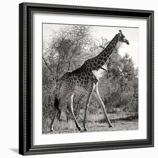 Awesome South Africa Collection Square - Giraffe Profile B&W-Philippe Hugonnard-Framed Photographic Print