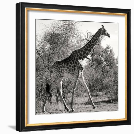 Awesome South Africa Collection Square - Giraffe Profile B&W-Philippe Hugonnard-Framed Photographic Print