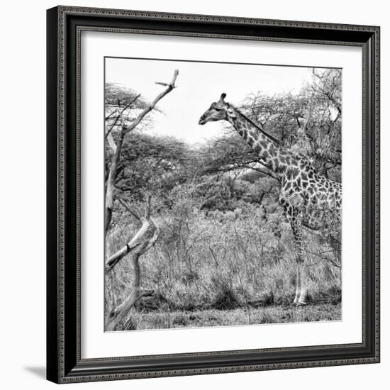 Awesome South Africa Collection Square - Giraffe Profile in Savannah B&W-Philippe Hugonnard-Framed Photographic Print