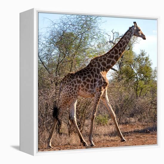 Awesome South Africa Collection Square - Giraffe Profile-Philippe Hugonnard-Framed Premier Image Canvas