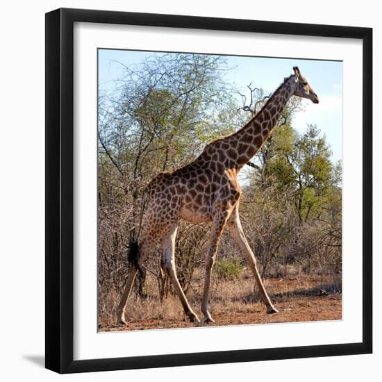 Awesome South Africa Collection Square - Giraffe Profile-Philippe Hugonnard-Framed Photographic Print