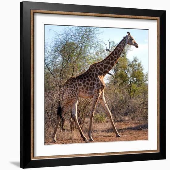 Awesome South Africa Collection Square - Giraffe Profile-Philippe Hugonnard-Framed Photographic Print